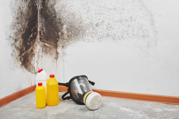 Best Home Mold Removal  in Munday, TX