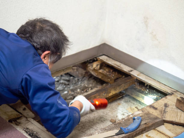 Best Mold Cleaning Services  in Munday, TX