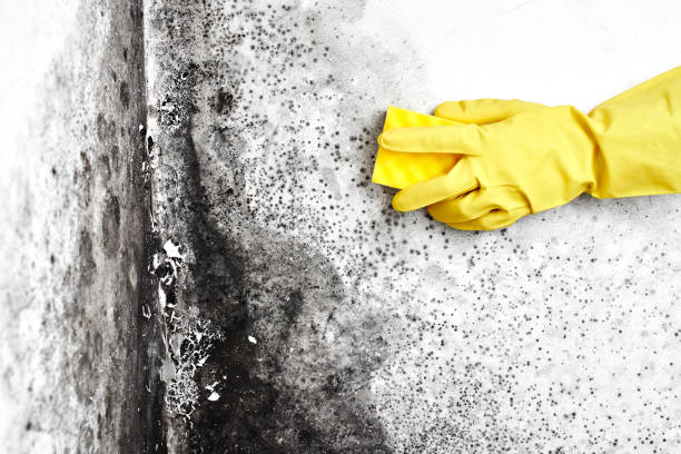 Best Commercial Mold Removal  in Munday, TX
