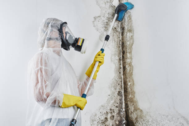 Best Local Mold Removal Service  in Munday, TX