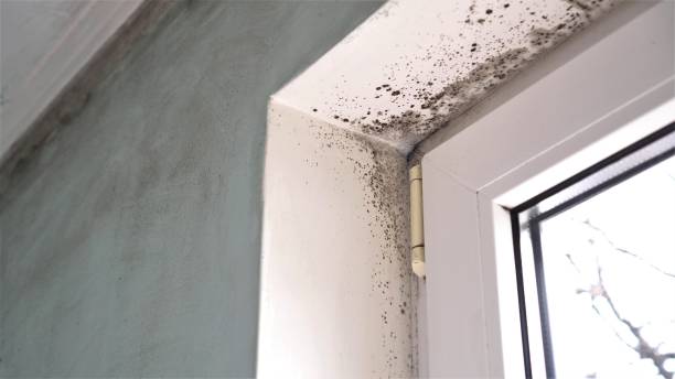 Best Professional Mold Removal  in Munday, TX