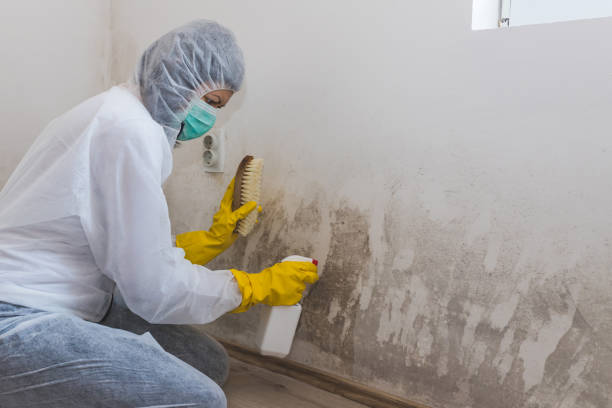 Best Black Mold Removal  in Munday, TX