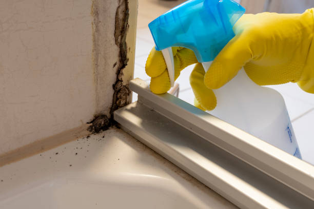 Best Best Mold Removal Companies  in Munday, TX