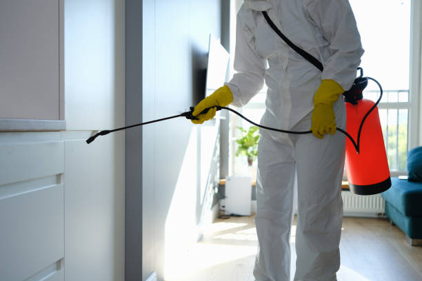 Best Fast Mold Removal  in Munday, TX