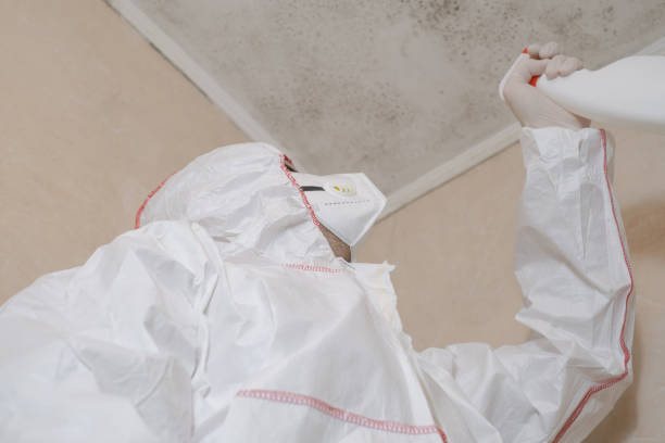 Best Same-Day Mold Removal  in Munday, TX