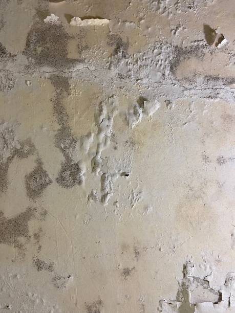 Best Residential Mold Removal  in Munday, TX