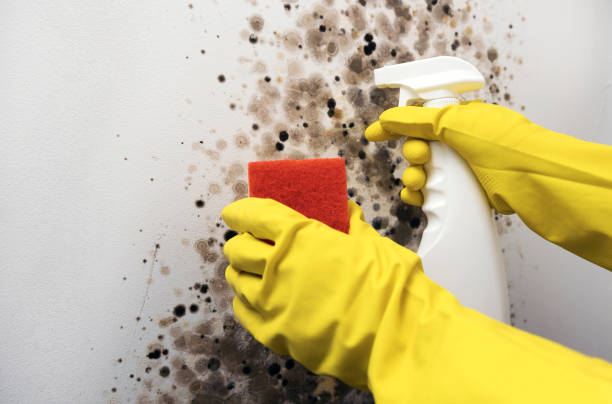 Best Commercial Mold Removal  in Munday, TX