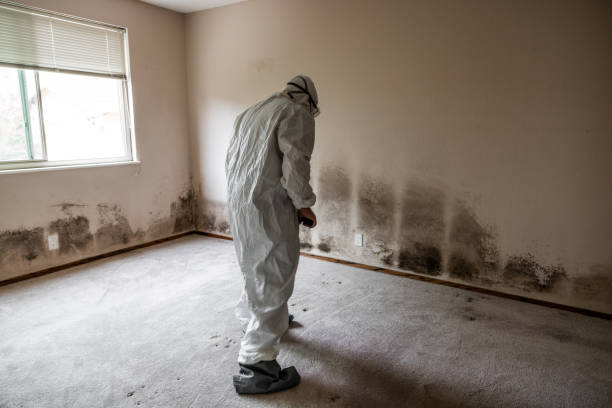 Best Crawl Space Mold Removal  in Munday, TX