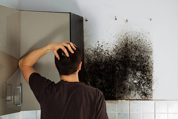 Best Residential Mold Removal  in Munday, TX