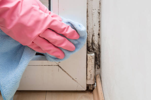 Best Mold Remediation  in Munday, TX