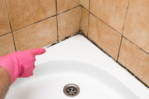 Professional Mold Removal in Munday, TX